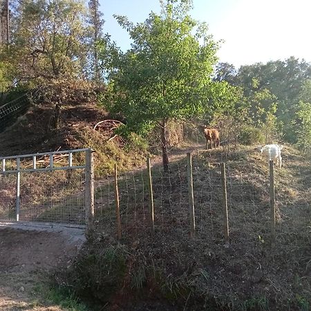 Alojamento Local - Casa Amarela Alvaiazere Екстер'єр фото